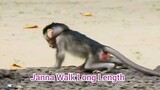 My God! Baby Monkey Janna Brave To Walking So Long,Very Best Action Of Baby Janna Show Walking
