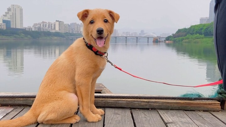 Peliharaan Lucu | Penampilan Tinggi Anjing Pedesaan Cina