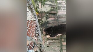 Bí bị nhốt ngoài vườn yeucho yeuchomeo cún cúncon chó chómèo chócon chó_cưng chókhôn yeuchomeo cưng chócute pet dog dogsoftiktok doggo