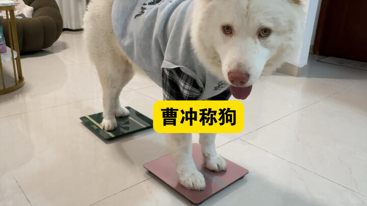 เมื่อเจ้าตูบหนักเกินไป แล้วพอดีมีเครื่องชั่งน้ำหนักอยู่สองตัวพอดี