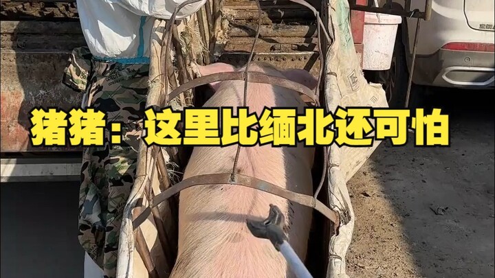 Zhu Zhu: This place is even scarier than Northern Myanmar.