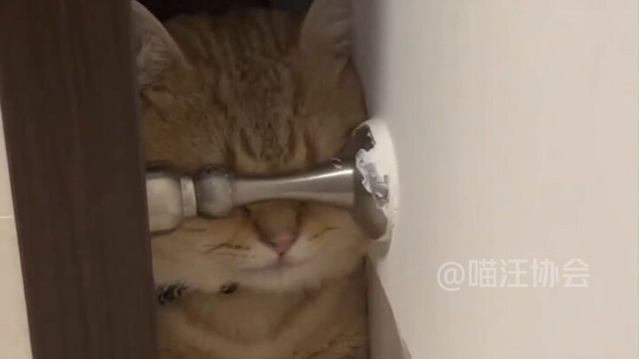 Kamu tahu, kucing-kucing di sini… (tunjuk ke kepala)