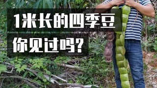 Have you ever seen a "giant green bean" over 1 meter long?