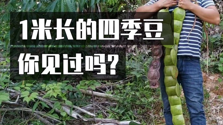 你见过1米多长的“巨型四季豆”吗？