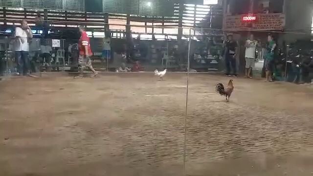 2 cocks, 1st fight win mga boss