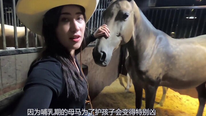 How fierce can animals be when protecting their young? Even the gentle Akhal-Teke horse turns utterl