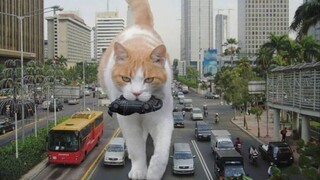 Gaint Cats Compilation