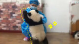 Even pandas will fight for affection. How cute!