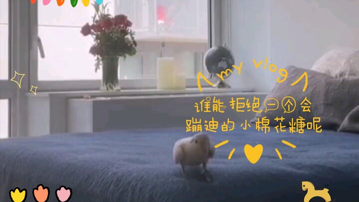 ใครจะไปปฏิเสธสายไหมน้อยที่เต้นดิสโก้ได้ล่ะ