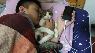 [Anak Kucing] Suhu Tidak Stabil di Chengdu Dibuktikan Perilaku Kucing