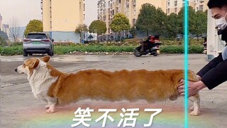 柯基林肯加长版！