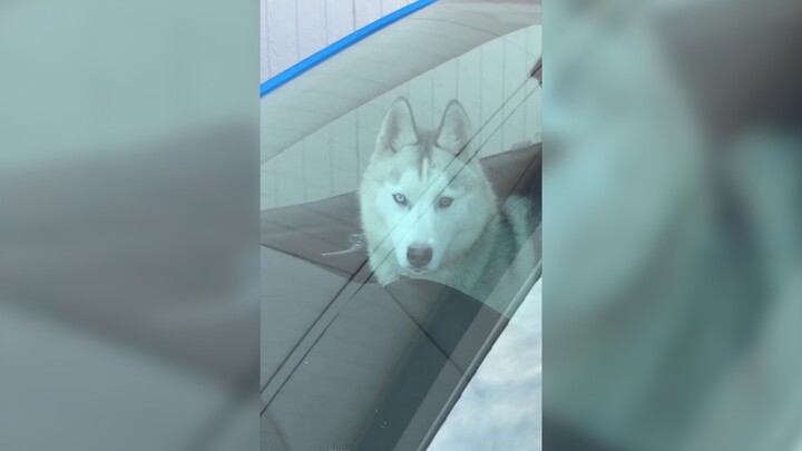 My dog locked itself in the car, so I had to call a locksmith. Then, after I said, “That locksmith i