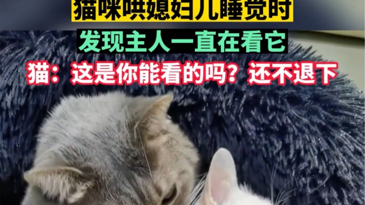 When the cat’s trying to lull its wife to sleep, it notices the owner’s been staring at it this whol