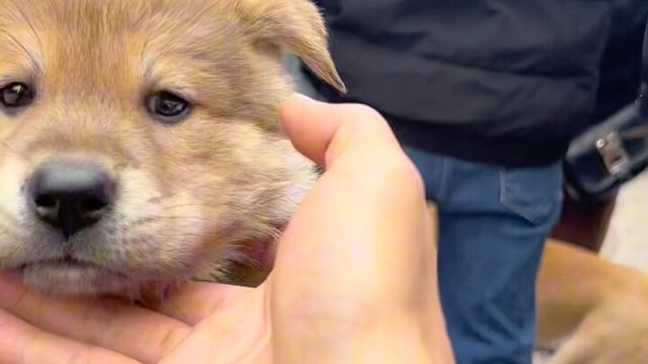 Mengapa kita tidak boleh memelihara anjing dengan mata menonjol?