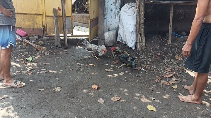 sayang yung paa lng mahina natutumba tumba sya. gawa sguro sa tangkad nya. Lakas ng Palo!