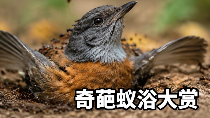 Ants cover its entire body—why doesn’t the bird fly away? Turns out it’s taking a bath?