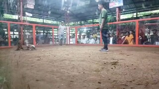 2 Hits 🏆 - RMJ Molave (06/02/2025) - Sweater                     3x Winner