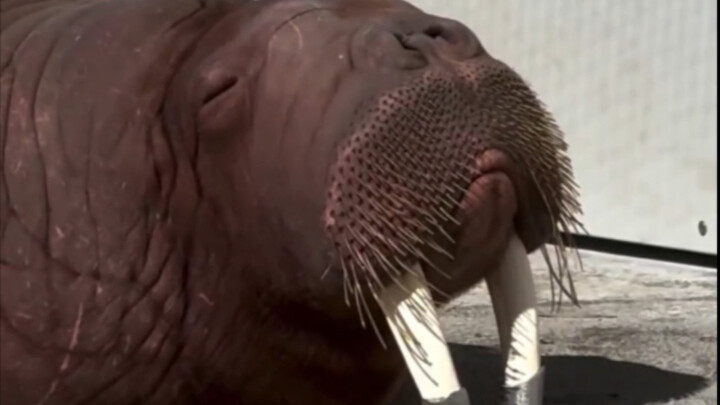 Walrus: Semua—segalanya—hancur karena film itu...