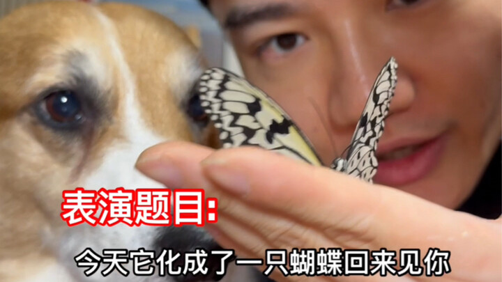As Honey steps back into the spotlight, which dog's acting talent will take his place?