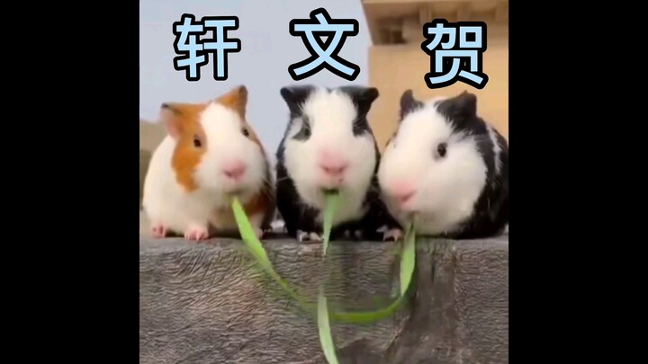 [Wen Xuan] More weird meal replacements have appeared—close-range meal replacement showdown #MartinW