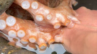 أنقذ شياويو سمكة منتفخة صغيرة على الشاطئ اليوم