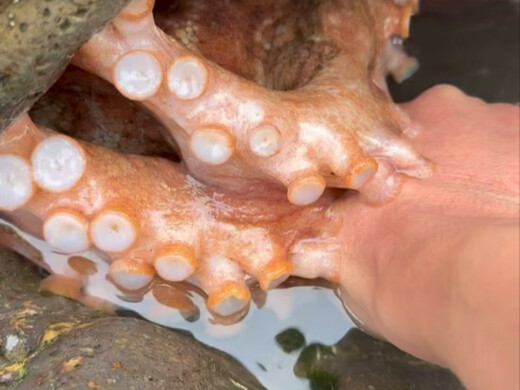 小宇今天海边拯救了一只小河豚