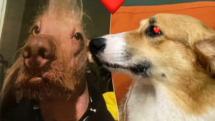 What is the aesthetic sense of dogs?