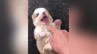 Pepsi bị cù néc! Má ơi cíuu con corgi corgivietnam fyp fypシ dog doglover puppy cute funny chó chó_cưng