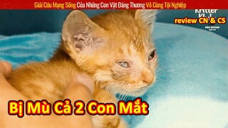 Chú Mèo Đáng Thương Bị Mù Cả 2 Con Mắt Và Cái Kết Có Hậu || Review Con Người Và Cuộc Sống