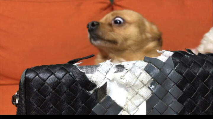 How to read a dog's eyes?