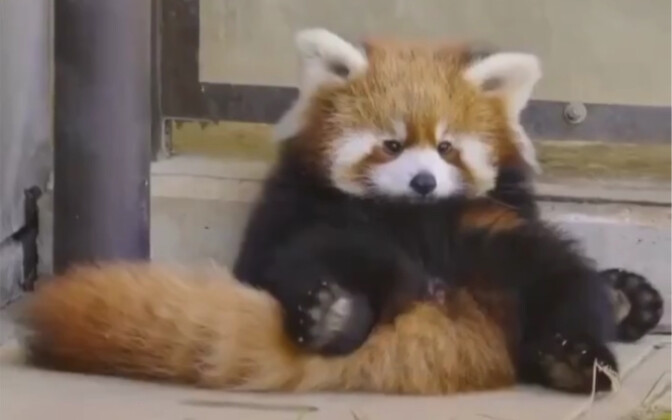 الباندا الصغير بنسخة هواهوا