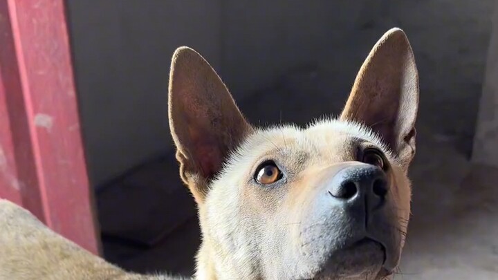 I hadn’t been home in ages—when I suddenly showed up, the dog was totally stunned.