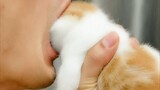 Apa jadinya jika Anda berpura-pura memakan anak kucing di depan induk kucingnya?