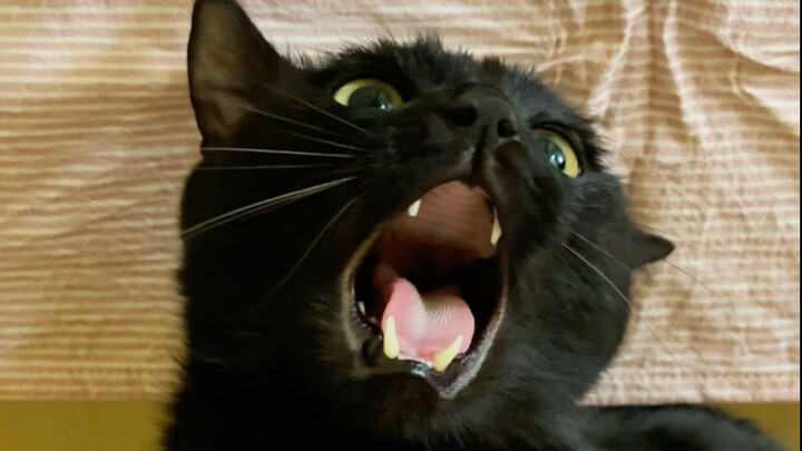 Mấy con mèo hay kêu “ái ái” mà treo lên tường là ngoan ngay.