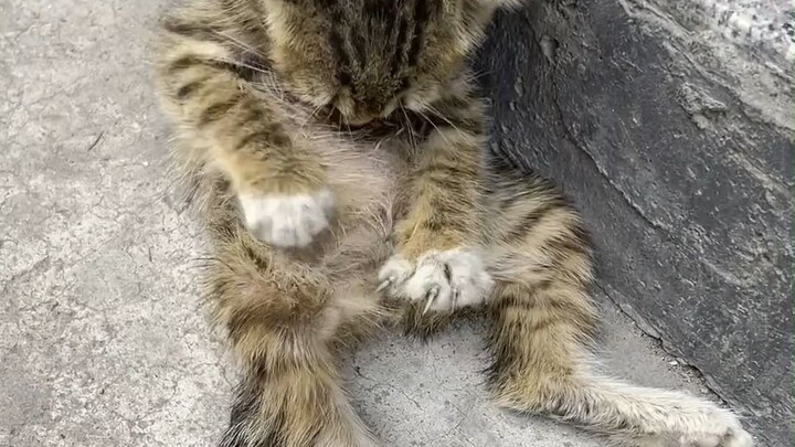 Cats’ Death-Defying Stunts