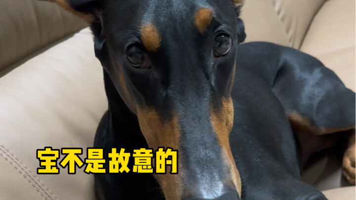 Thì ra chó con khi làm sai cũng có cảm giác hối lỗi đấy!