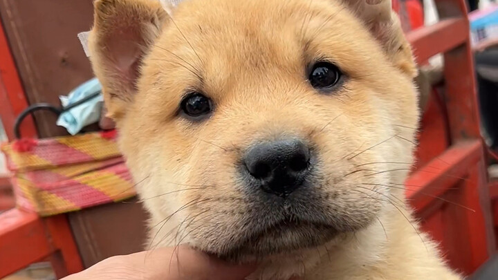 Are dogs that paddle more intelligent?
