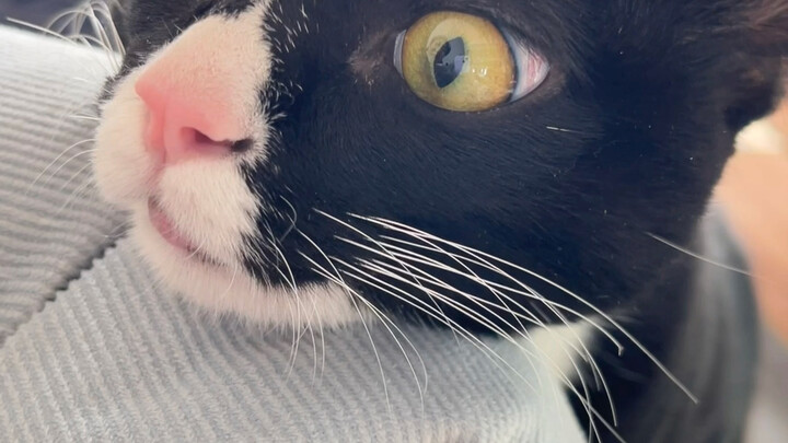 惹到奶牛猫 你算是踢到棉花啦