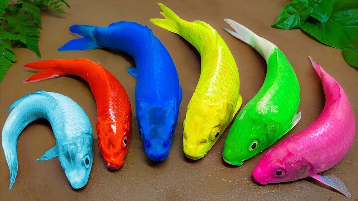 Ikan Koi warna warni Menangkap Belut Lucu Stop Motion ASMR Menemukan hewan Babi Kura kura Buaya
