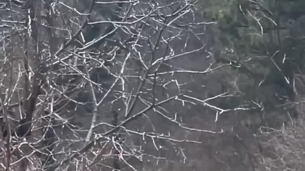 Mr. Cui said there are many different kinds of fruit trees on the mountain. His father-in-law hopes 