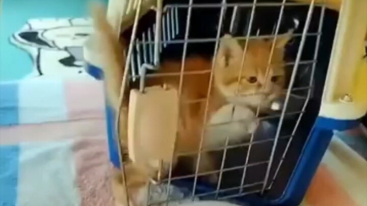 Don’t worry about me 🐱 I’ll find my way home on my own.