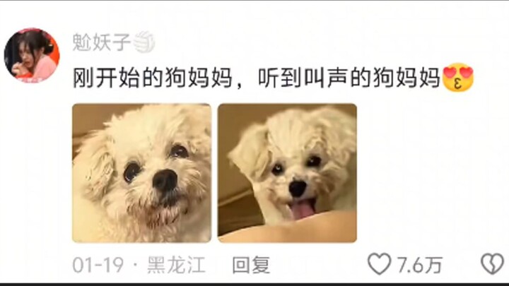 حتى أم الكلب ارتبكت لما رجّت ذيلها مرتين!