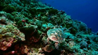 ทะเลที่แสนสวยงามกับบรรยากาศที่แสนอบอุ่นทุกคนมาเล่นน้ำด้วยกันนะบรรยากาศที่อบอุ่นแล้วมีความสุขมีสัตว์