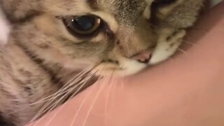 How to distinguish cats' meows?