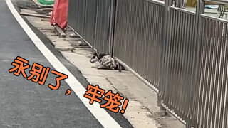 غوزي: ووهو... أنا حر أخيرًا!