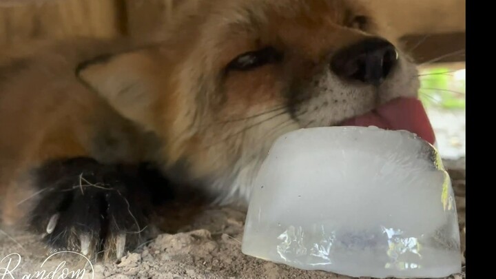 Chú cáo vừa liếm que kem vừa rên rỉ nũng nịu!