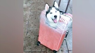 Pet|A Collection of Pet Fun