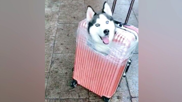 Pet|A Collection of Pet Fun