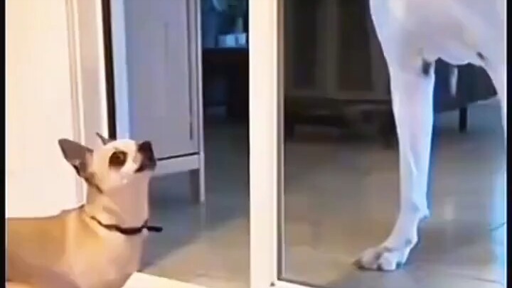 Dog: We may bicker and fuss, but don’t joke with a dog’s life… I’ll admit I was a bit loud just now.