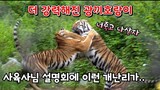 "Harimau itu seperti anak anak"Kisah Famous Tiger Family In Korea Cat Tiger